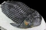 Hollardops Trilobite - Visible Eye Facets #84806-2